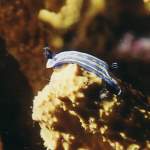 Flügelschnecke Istrien - Unterwasserfotos