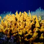 Glatter Geweihschwamm in Istrien - Unterwasserfotos