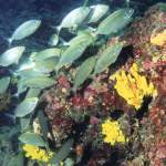 Istrien Goldstriemen Tauchfoto - Unterwasserfotos