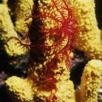 Roter Haarstern bein Tauchgang in Istrien - Unterwasserfotos