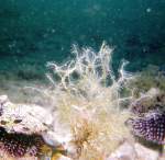 Getarnter Steinseeigel in Istrien - Unterwasserfotos