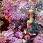 Bunte Unterwasserwelt in Pula - Unterwasserfoto - Istrien