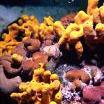 Goldschwamm mit Zwergbarsch in Pula - Unterwasserfoto - Istrien