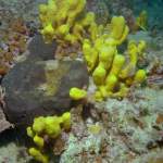 Goldschwamm beim Tauchen in Pula - Unterwasserfoto - Istrien