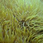 Anemonen beim Tauchen in Pula - Unterwasserfoto - Istrien
