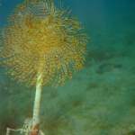 Röhren-Salbelle in Pula - Unterwasserfoto - Istrien