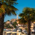 Palmen in Vrsar in Istrien - Kroatien